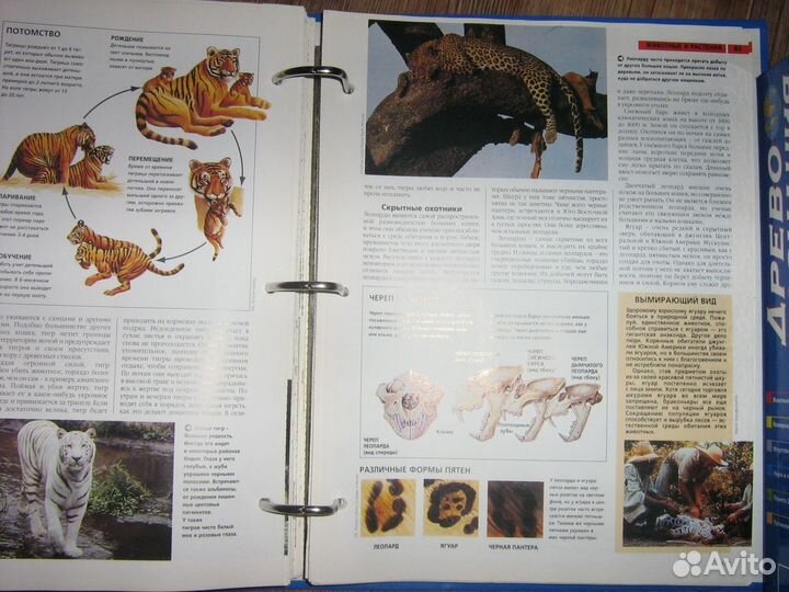 Энциклопедия 