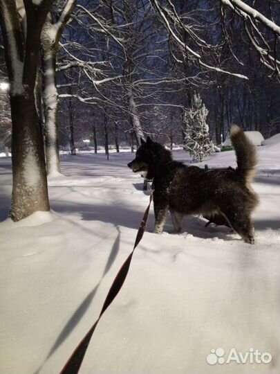 Маламут вязка