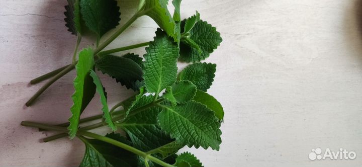 Домашняя Мята аромат с кореш. фиалки много