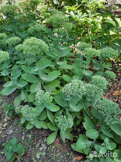 Душица, мелисса, заячьи ушки, очиток и др