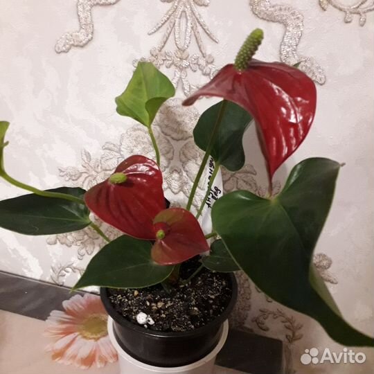 Антуриум андреанум, аглоонема