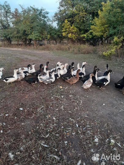 Утки и гуси