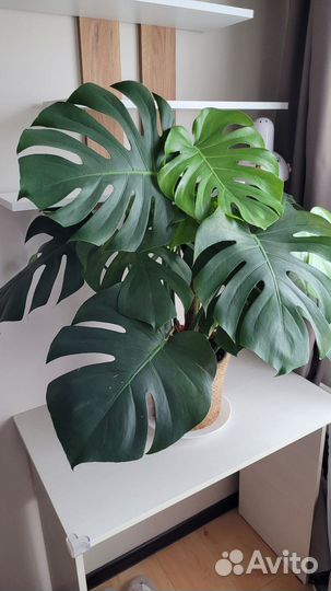 Растение Монстера