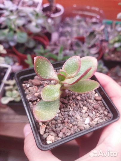 Крассула Hummel’s Ghost Корея