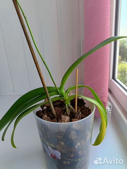 Орхидея фаленопсис