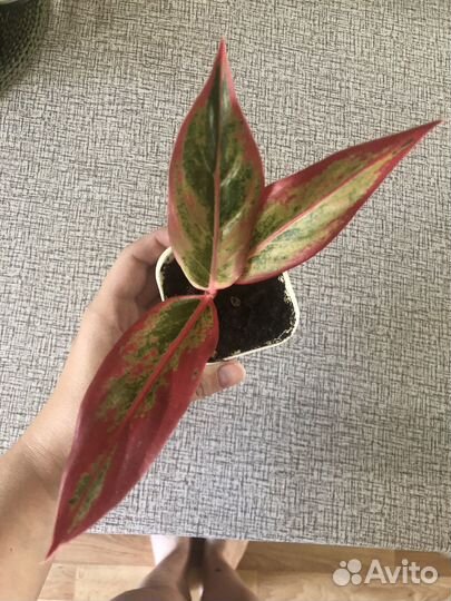 Аглаонема Крит