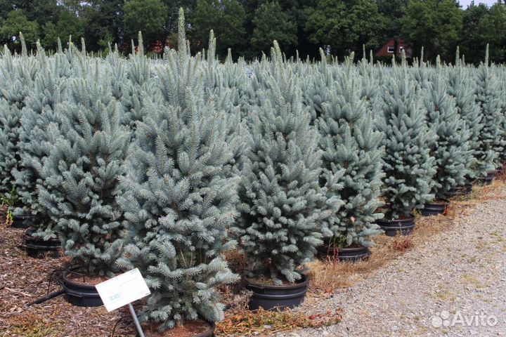 Ели голубые В ассортименте