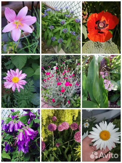 Многолетние растения