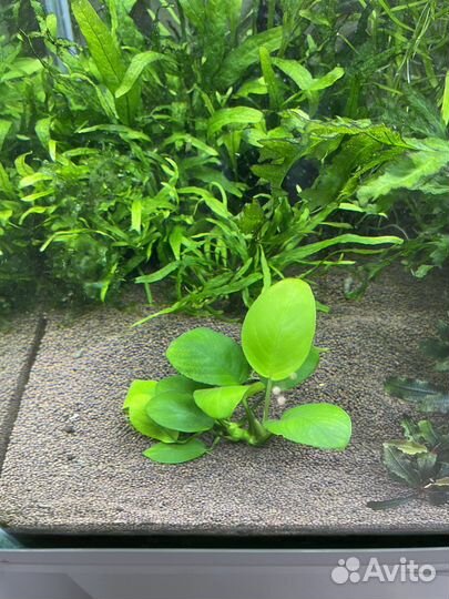 Аквариумные растения