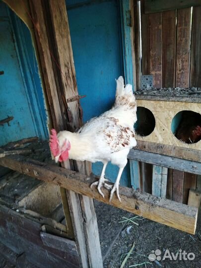 Молодые петухи