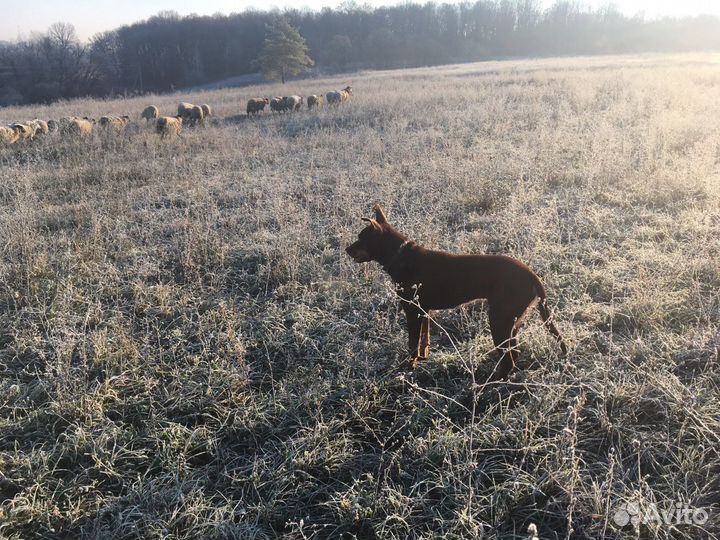 Австралийские келпи щенки