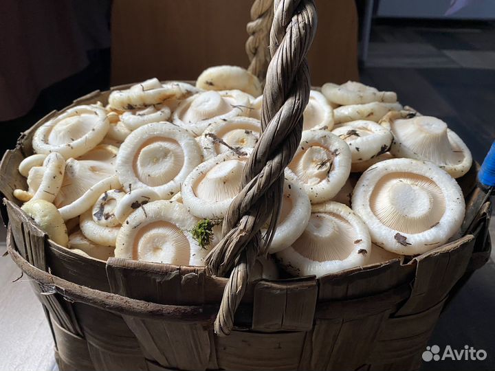 Белые грузди