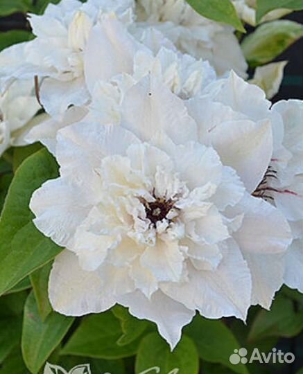 Клематис Baby Star, Blue Light, East River и др.P7