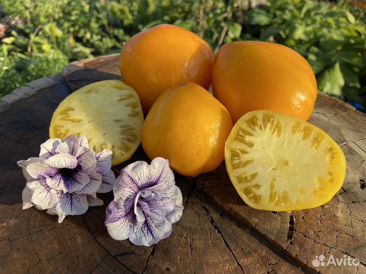 Семена желтого томата Сердце Ашхабада