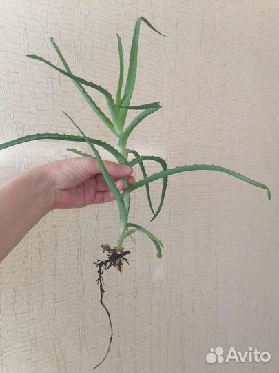 Алоэ столетник