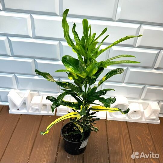 Кротон Джет Апельсин