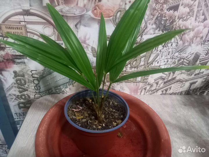 Пальма трахикарпус