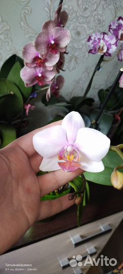 Орхидея фаленопсис