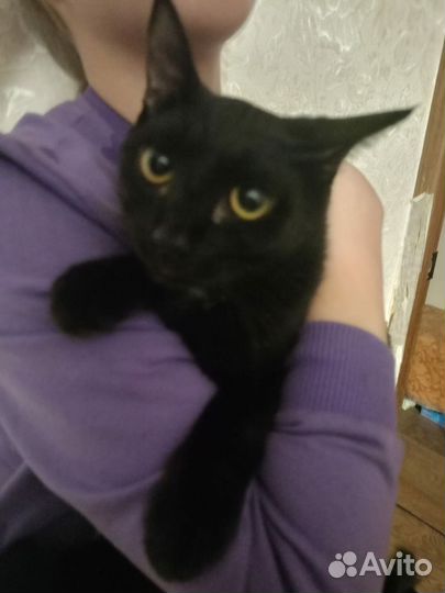 Кошки в добрые руки бесплатно