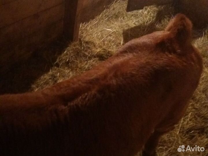 Продажа бычок