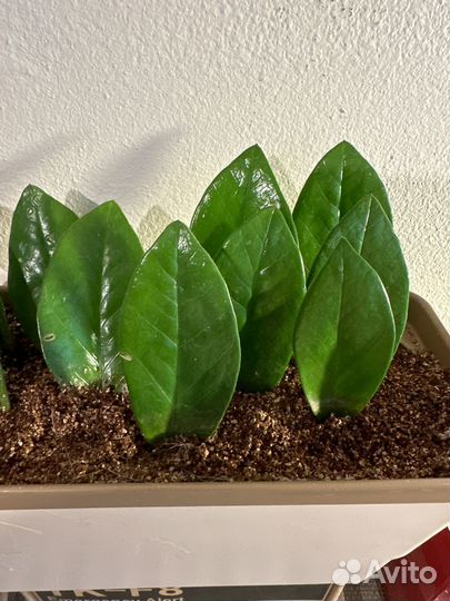 Замиокулькас