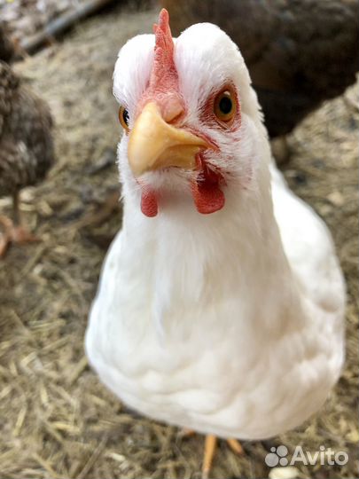 Куры несушки с доставкой