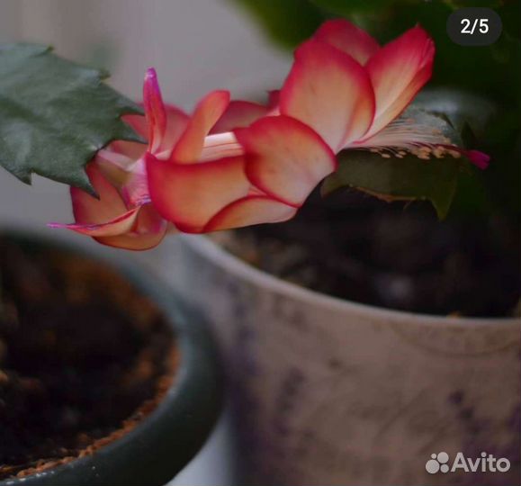 Декабрист сорт Самба Бразил