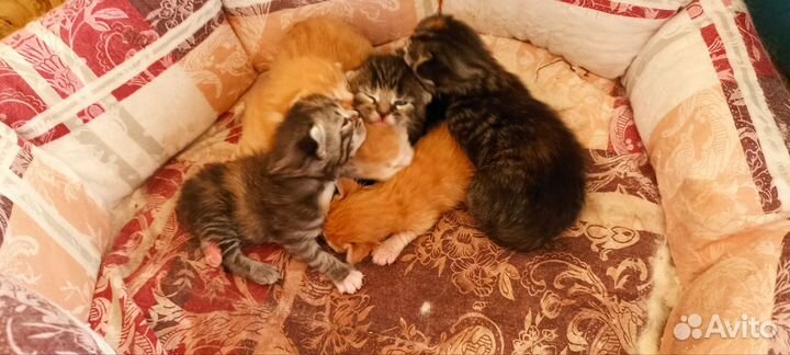 Котята мейн-кун метисы