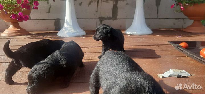 Щенки лабрадора бесплатно