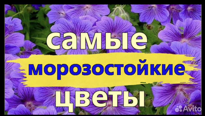 Многолетние цветы