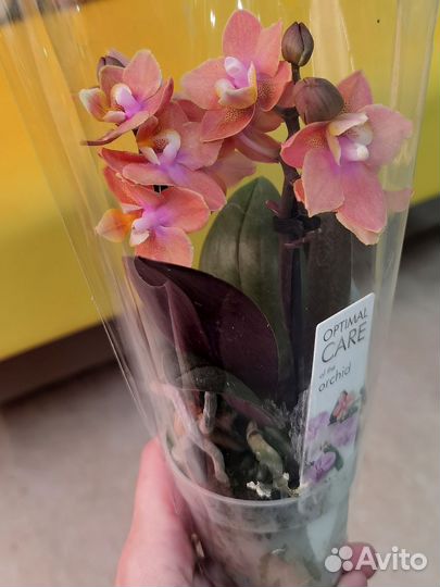 Парфюмерная фабрика Орхидея Фаленопсис мутант