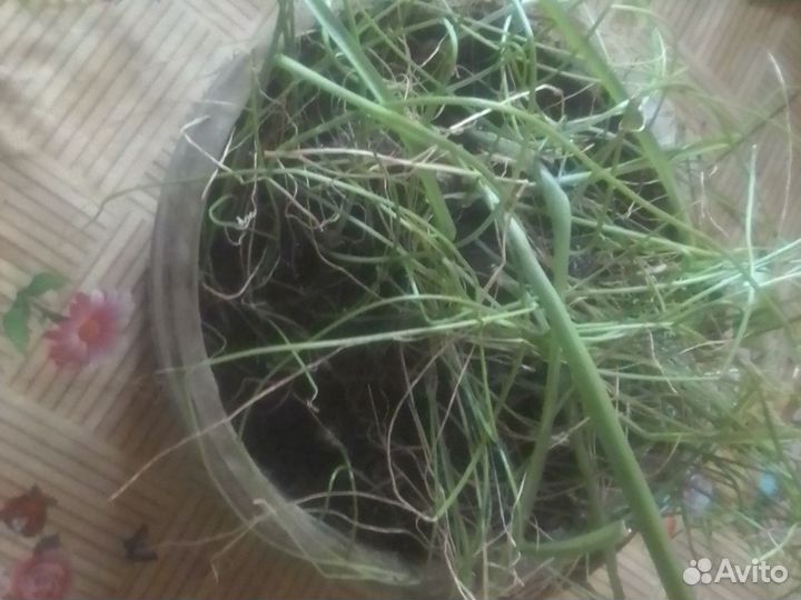 Лук индийский лечебный молодой