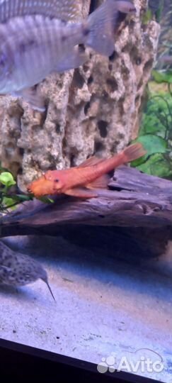 Анциструс супер ред