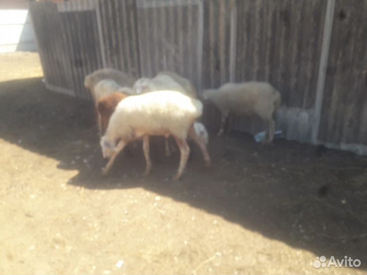 Овцы бараны