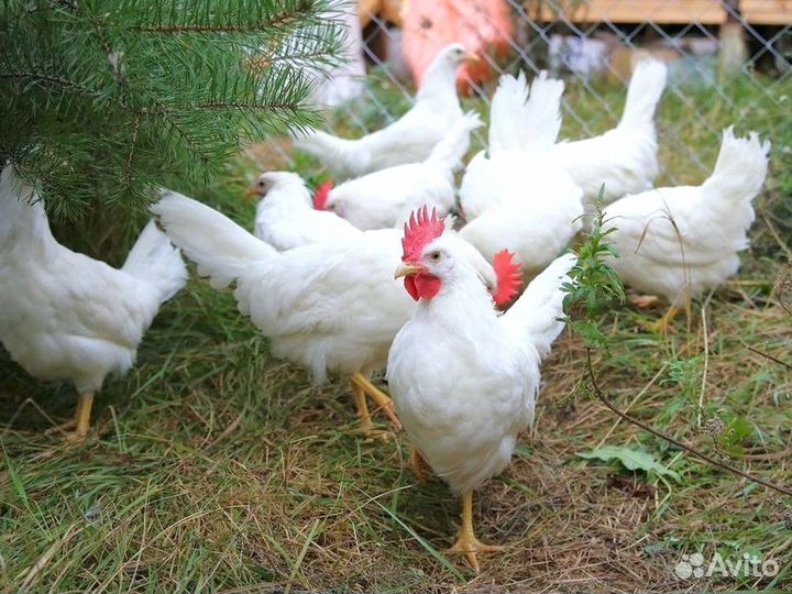 Куры Несушки, Бесплатная доставка