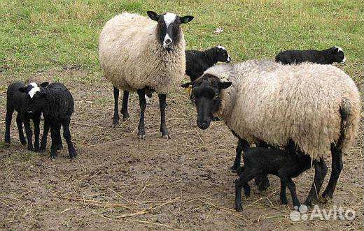 Овцы романовской породы
