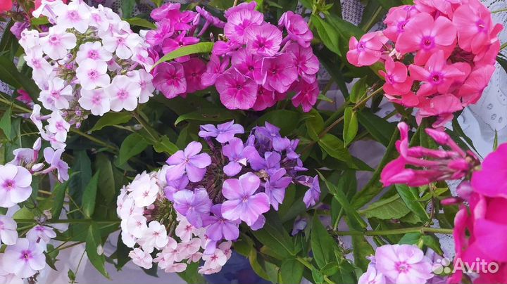 Флоксы набором