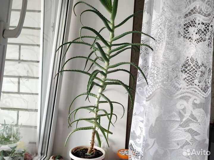 Алоэ столетник