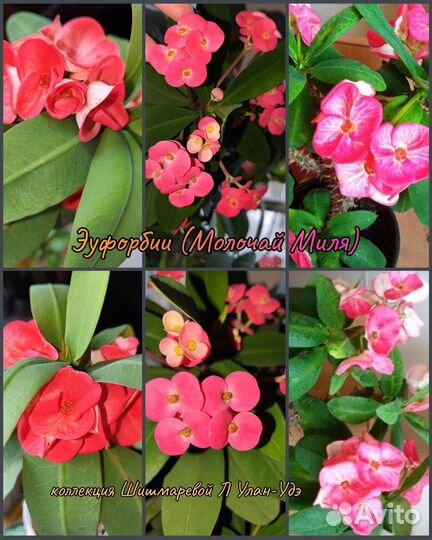 Комнатные растение красиво цветущее