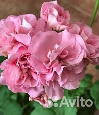 Пеларгония Miss Rose