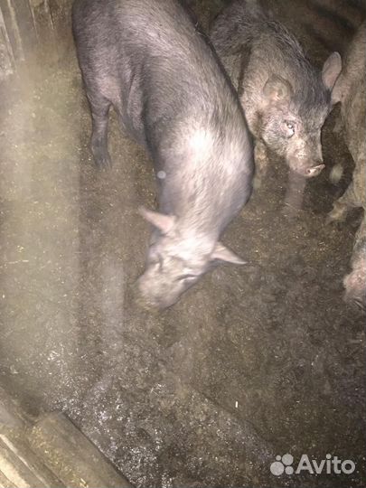 Кабанчик вьетнамский