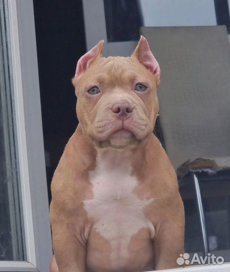 Американский булли мальчик классик Шоу класса