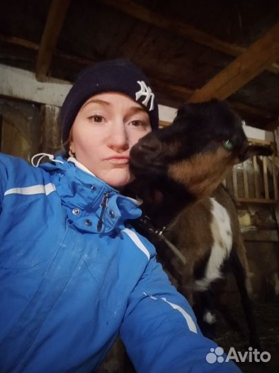 Козье молоко