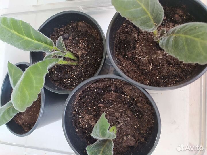 Глоксиния цветущая