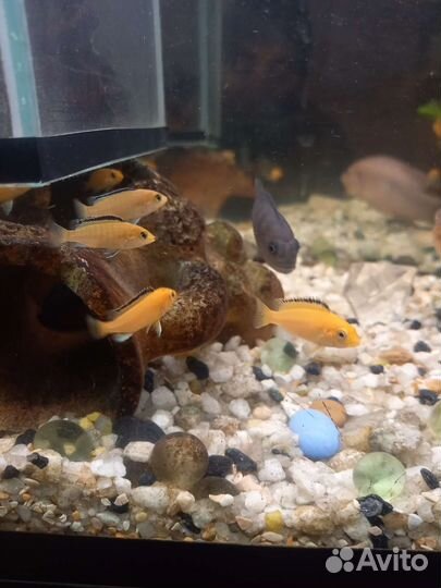 Мальки елоу