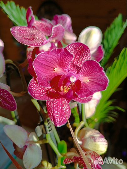 Орхидея кимано пелор и бабочка