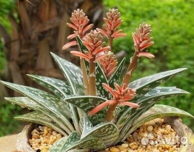 Алоэ пёстрое, тигровое (лат. Aloe variega)