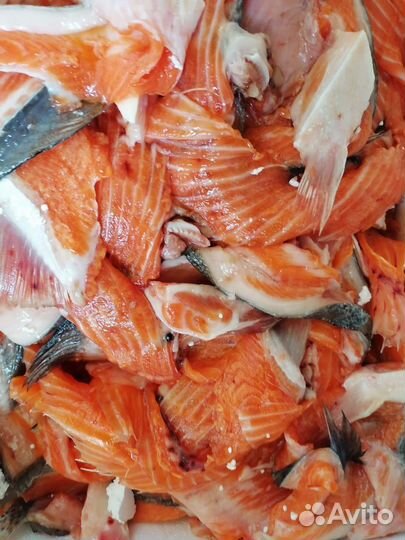 Обрезь форели морской