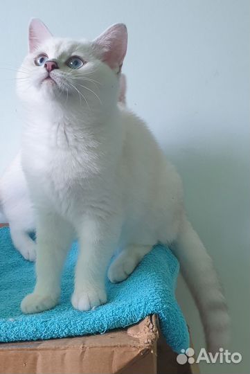 Британская шиншилла Изольда