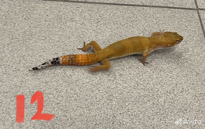 Гекон эублефар